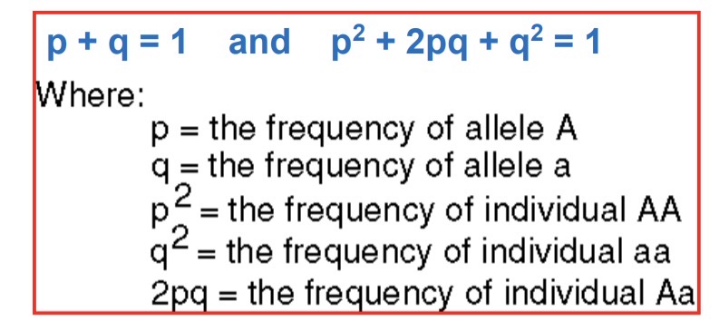 <p>Mathematical model of gene pool changes over time.</p>