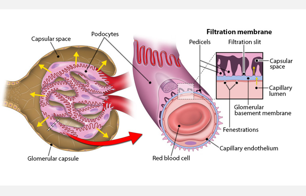 <p>The first step of urine formation is <strong>filtration</strong></p>