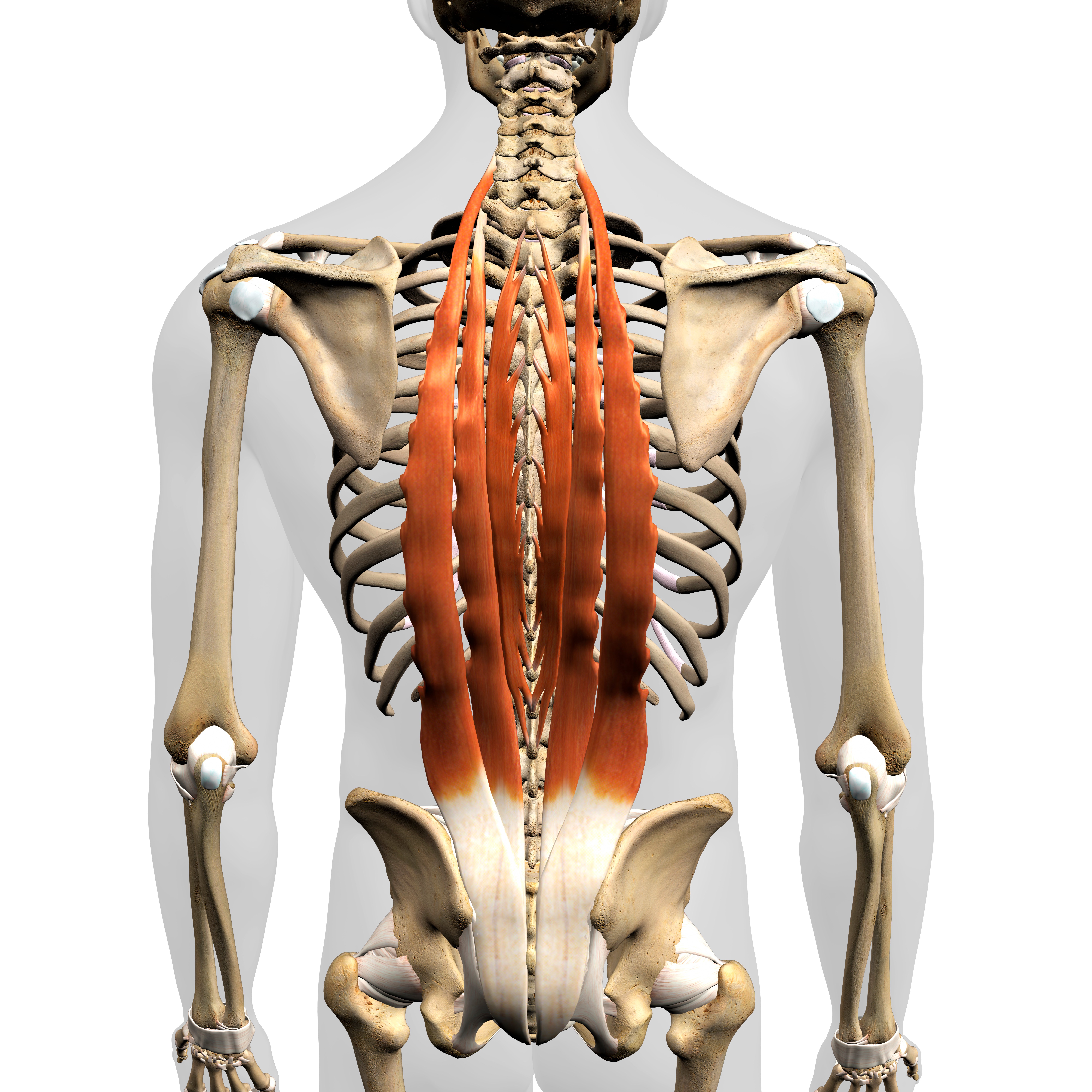 <p><span style="background-color: transparent;">Occipital bone; ilium | Extends vertebral column</span></p>