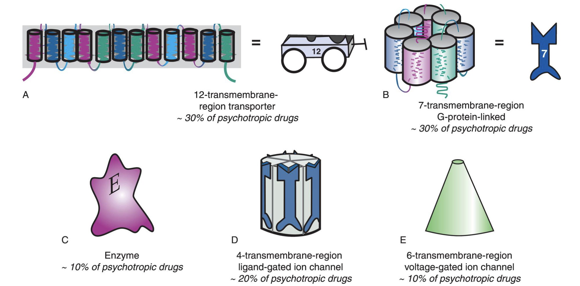 <p><strong>Ionotropic receptors</strong>: Drugs can act as positive allosteric modulators (PAMs) to boost the channel's natural activity. Benzodiazepines can bind to GABA receptors, increasing chloride influx to sedate overactive circuits. Ketamine blocks ionotropic NMDA glutamate receptors to produce fast-acting antidepressant effects. </p><p><strong>Metabotropic</strong>: Drugs can act as full agonists or antagonists or partial or inverse agonists. Atypical antipsychotics can act as antagonists on D2 receptors to stop hyperactive dopamine signaling. </p><p><strong>Reuptake pumps</strong>: Blocking these transporters leaves the neurotransmitter stuck in the synapse longer, forcing it to continuously fire across neighboring receptors. Examples include SSRIs which block SERT and psychostimulants that block DAT and NET to increase focus/alertness. </p><p><strong>Vesicular transporters</strong>: Inhibiting these pumps depletes the neuron's chemical stores, lowering the amount of transmitter available for release. An example is a VMAT2 inhibitor to block Vesicular Monoamine Transporter 2 to reduce excessive dopamine release, treating hyperkinetic movement disorders like tardive dyskinesia.</p><p><strong>Enzyme</strong>: Inhibiting a degrading enzyme prevents it from destroying a neurotransmitter. This causes the transmitter to accumulate inside the cell or synapse, magnifying its signaling capacity. For example, MAOIs block the MAO enzyme, stopping it from destroying serotonin, norepinephrine, and dopamine inside the neuron, which treats severe depression OR AChE inhibitors which block the enzyme that degrades acetylcholine in the synaptic cleft, preserving acetylcholine levels to temporarily boost memory and cognition in Alzheimer's disease.</p>