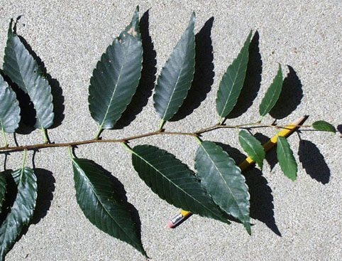 <p>common name</p>