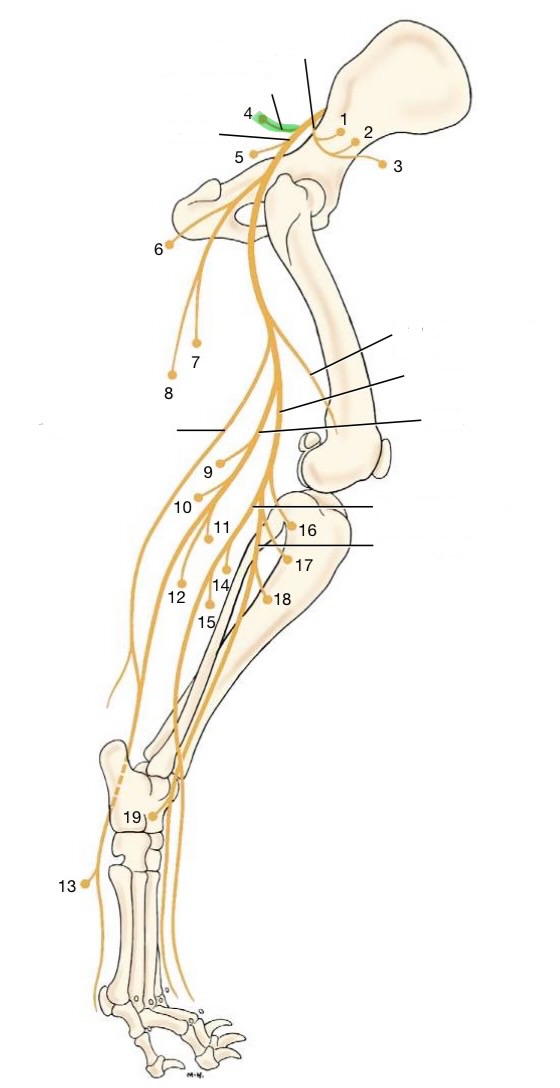<p>originates from L1 &amp; S1-2</p><p>innervates:</p><ul><li><p>superficial gluteal</p></li></ul><p></p>