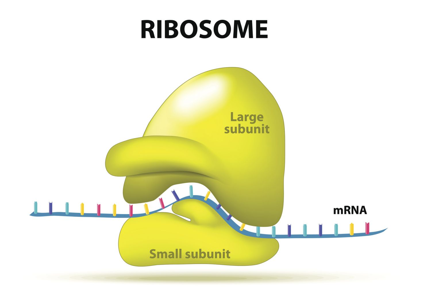 <p>Synthesizes proteins; a protein factory </p><ul><li><p>Either free-roaming or attached to the rough ER</p></li></ul><p></p>