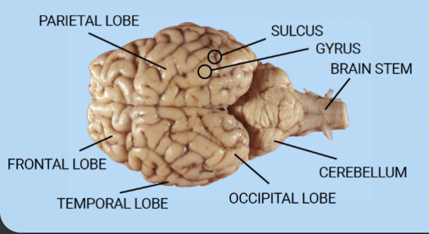 <p>- parietal lobe</p><p>- frontal lobe</p><p>- temporal lobe</p><p>- occipital lobe</p>