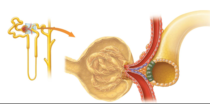 <p>Another <strong>autoregulation </strong>mechanism of GFR.</p><ul><li><p>Involves the <strong>juxtaglomerular apparatus</strong></p><ul><li><p>Part of the negative feedback loop that controls pressure in the glomerulus in response to the <strong>NaCl (sodium chloride) concentration of filtrate</strong></p></li></ul></li></ul><p></p>