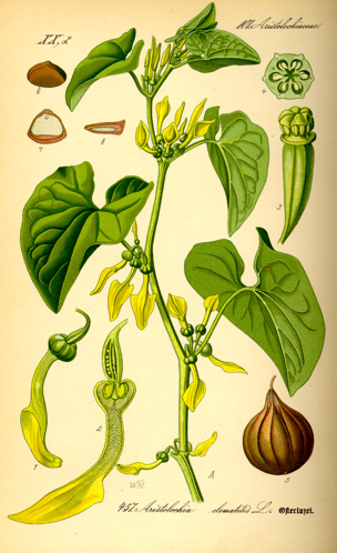 <p>Aristoloche clématite</p><p>Aristolochia clematitis</p><p>ARISTOLOCHIACEE</p><p>TOXIQUE</p>