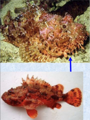 <p>Large-scale scorpionfish</p>