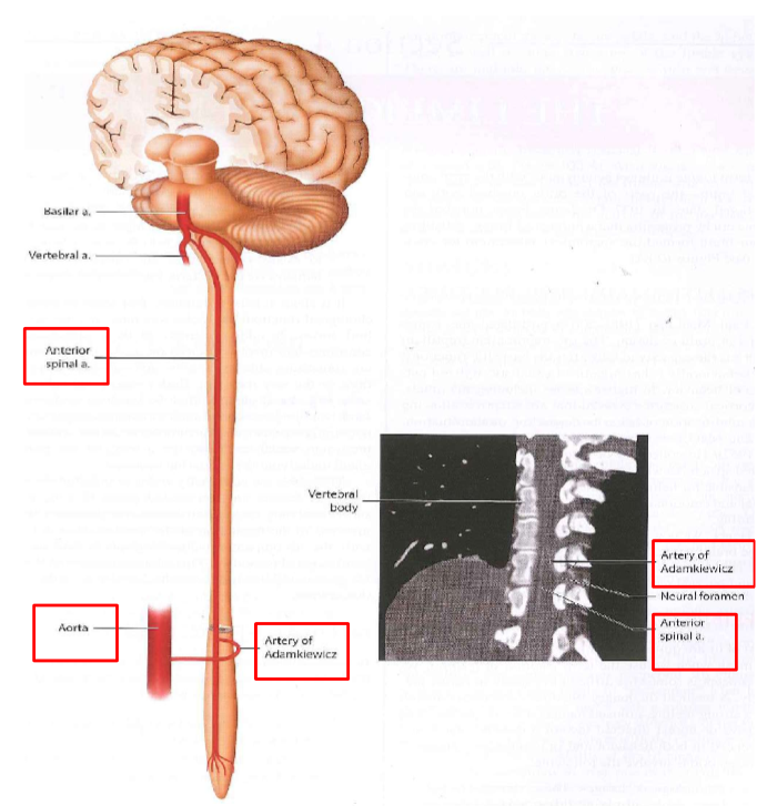 <p>Anterior Spinal artery - towards your chest not your back</p>