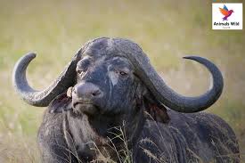 <p><span style="background-color: transparent;">Would you rather have a tail or horns?</span></p>