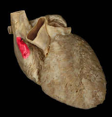 <p>identify the structure</p>