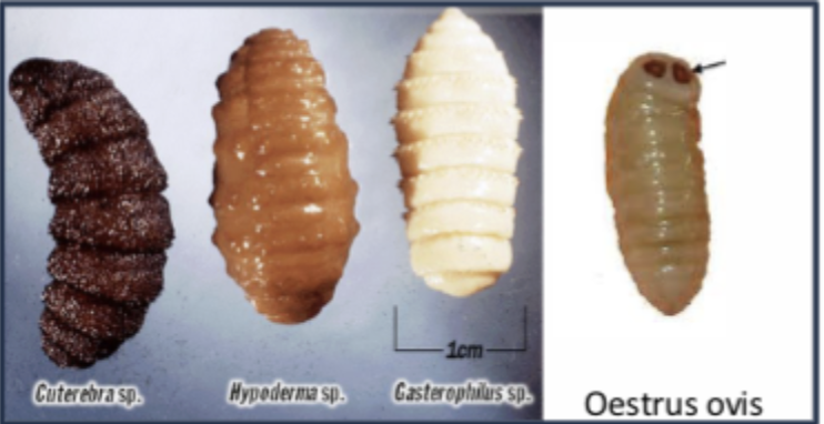 <p>What anthropod’s larvae is this?</p>