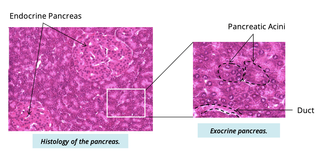 <ul><li><p>secretion of pancreatic juices from the pancreatic acini into the duodenum </p></li></ul><p></p>