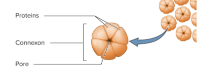 <p><span>Channels between cells formed by ringlike connexons, allowing ions, nutrients, and other small solutes to pass.</span></p>