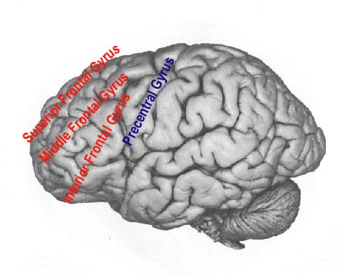 <p>Structures of the frontal gyruses?</p>
