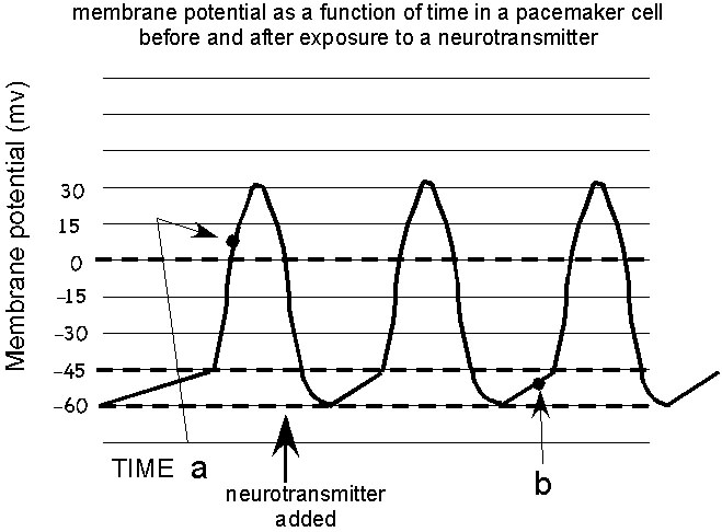 <p>At time a:<br>The funny channels are closed. The voltage gated Ca<sup>++</sup> channels are open. The voltage gated K+ channels are closed.&nbsp;<br><br>At time b:<br>The funny channels are open. The voltage gated Ca<sup>++</sup> and channels are closed. The voltage gated K+ channels are closed .&nbsp;<br><br>Voltage below threshold opens funny channels. Voltage above threshold opens channels that participate in the action potential.<br><br>Concentration drives ions through the open channels at time a.<br><br>Charge and concentration drives ions through the open channels at time b.</p>