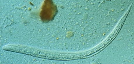 <p><span style="background-color: rgba(0, 0, 0, 0); line-height: 19.7625px;">What is the species in this photo and WHY?</span></p>