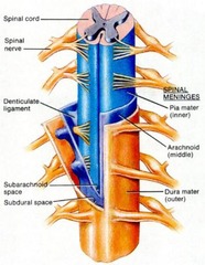 <p>Protective membranes surrounding the brain and spinal cord</p>