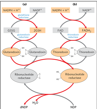 <ul><li><p>To synthesize DNA, the ribose sugar of nucleotides must be converted into <strong>deoxyribose</strong>. </p></li><li><p>This is done by <strong>ribonucleotide reductase</strong>, which converts ribonucleoside diphosphates into deoxyribonucleoside diphosphates (e.g., ADP → dADP). </p></li><li><p>The enzyme requires <strong>reducing equivalents</strong> to function, which are ultimately dervied from NADPH and passed through intermediates such as <strong>glutaredoxin or thioredoxin</strong>.</p></li></ul><p></p><p>How do these intermediates recieve electrons </p>