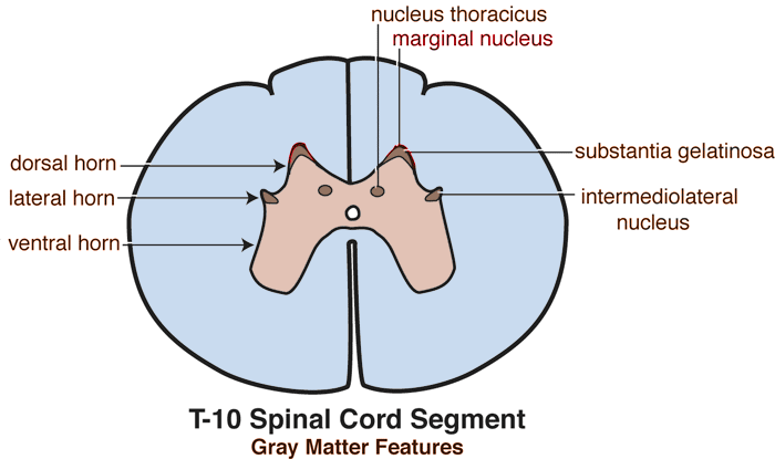 <p>How do the dorsal and ventral horns of the spinal cord differ functionally? </p>