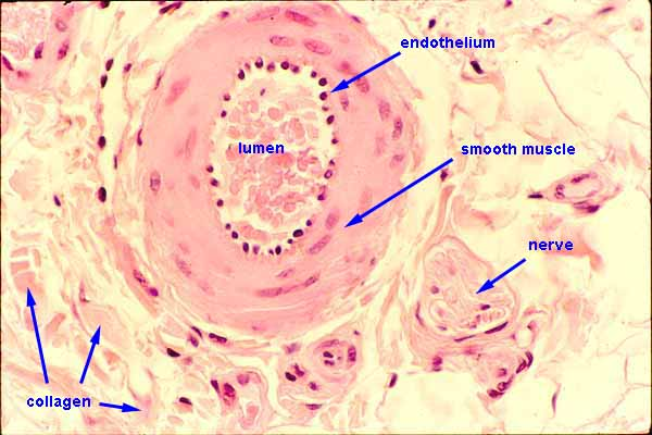 <p>epithelial on <strong>inner lining</strong> of vessels (<strong>tunica intima</strong>)</p><p><strong>simple squamous </strong>epithelium</p><ul><li><p><strong>secrete</strong> and <strong>absorb</strong></p></li></ul><p><strong>capillary endothelial</strong>: exchange blood and lymph with surrounding interstitial tissues</p>