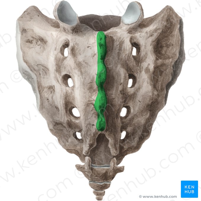 <p>roughened surface posterior of the auricular surface</p>