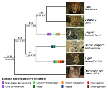 <p><span style="background-color: transparent;"><strong>The formation of new species</strong></span></p><p><span style="background-color: transparent;">The <strong>“5 fingers” of evolution add up to cause biological differences&nbsp;</strong></span></p><p><span style="background-color: transparent;"><strong>A new species of organisms branches off</strong> from an ancestral one.</span></p>