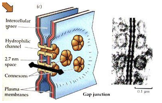 <p>Gap junctions allow direct passage of ions and small molecules from one cell to another.<br>They do not use neurotransmitter release, enabling fast, bidirectional signal transmission.</p>
