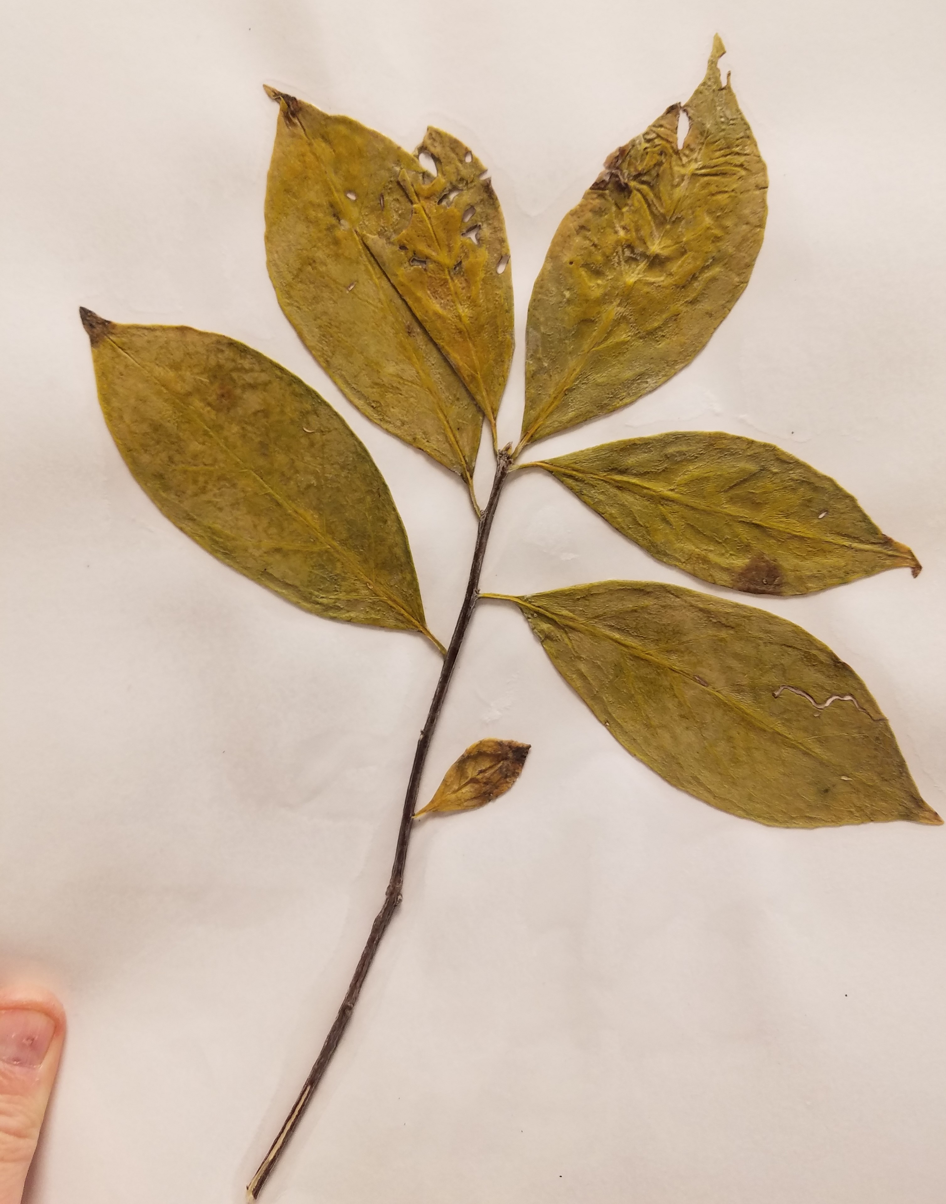 <p>Symplocos Tinctoria - Sweetleaf</p>