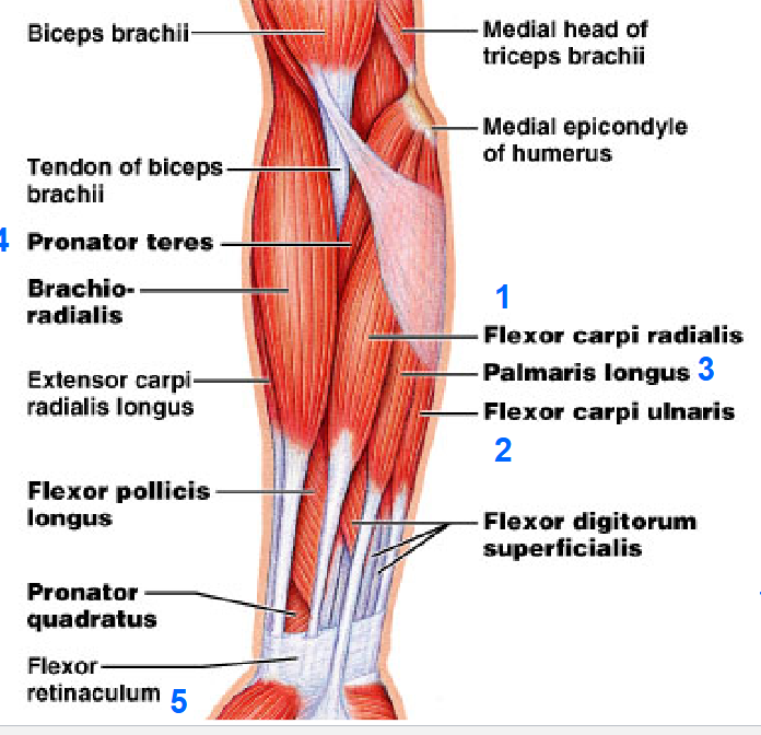 knowt flashcard image
