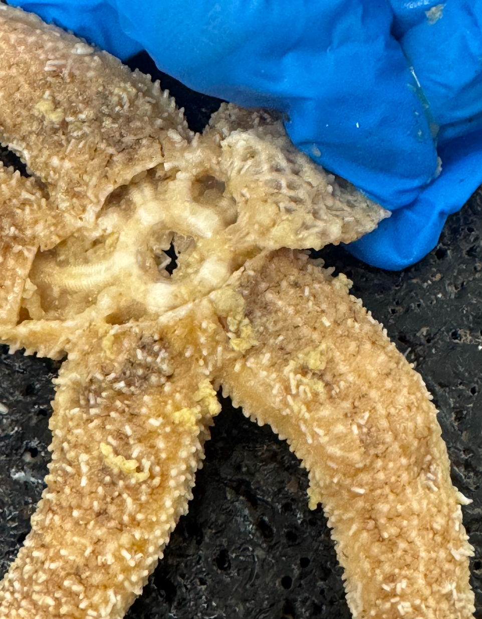 <p>Structure: top of starfish </p>