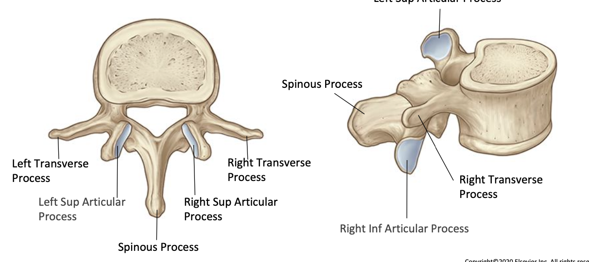 <p>Transverse process</p>