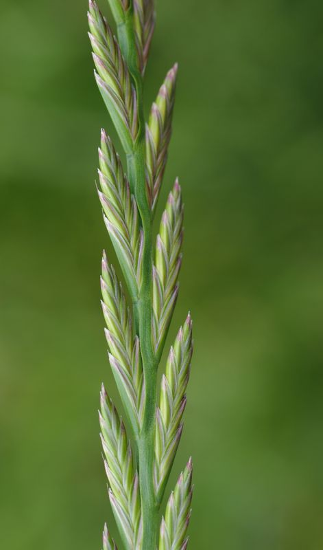 <p>Engelskt rajgräs  (Blad randiga på undersida)</p>