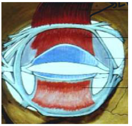 <p>location of the superior tarsal muscle + function</p>