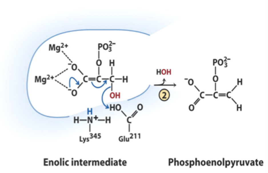 <p>The hydroxyl leaving group to produce water.</p>