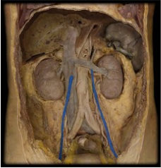 <p>tributary of the renal vein on left, tributary of IVC on right</p>