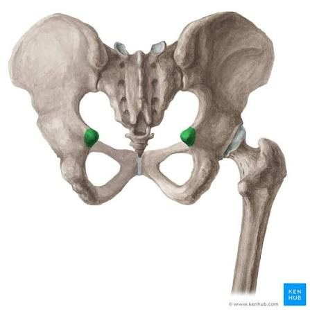 <p>ischium</p>