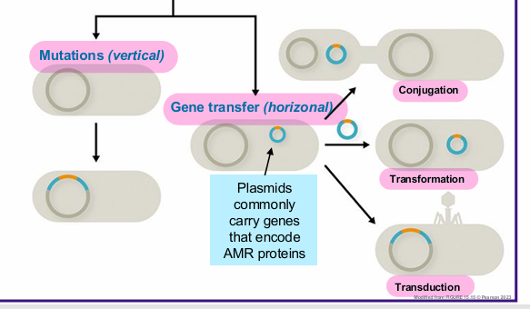 <p>genetic mutation or acquisition of resistance genes</p>
