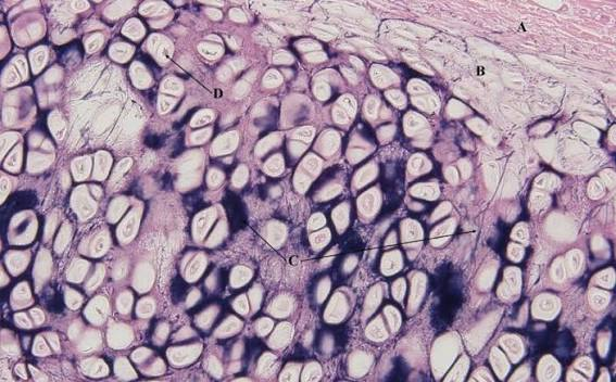 <p>pinna of external ear, larynx</p><ul><li><p>high amount of elastic fibers</p></li></ul><p></p>