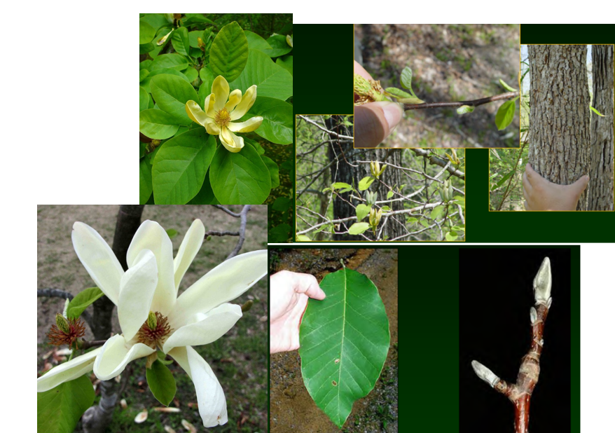 <p>•</p><p>Mesic forest</p><p>•</p><p>Key Characters:</p><p>•</p><p>Acute leaf bases</p><p>•</p><p>Deciduous</p><p>•</p><p>Silky buds</p><p>•</p><p>Un-Magnolia-like bark (i.e., not smooth)</p><p>flowers with long, distinct, curled over petals</p>