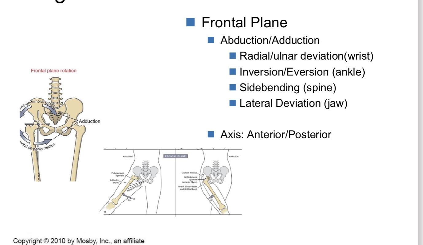 <p><span><br>Abduction/Adduction</span></p><ul><li><p><span>Radial/ulnar deviation(wrist)</span></p></li><li><p><span>Inversion/Eversion (ankle)</span></p></li><li><p><span>Sidebending (spine)</span></p></li><li><p><span>Lateral Deviation (jaw)</span></p></li></ul><p></p><p><span><strong>Axis:</strong> Anterior/Posterior aka Anteroposterior <br></span></p><p></p>