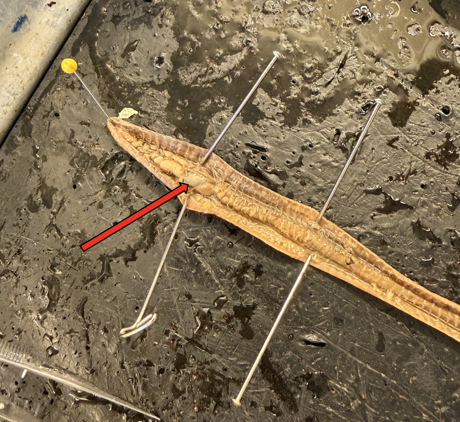 <p>What is this Structure? What is the Function?</p>