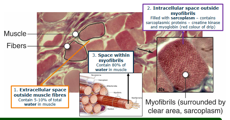 <ol><li><p>Extracellular space outside muscle fibres - contain 5-10% of total water in muscle</p></li><li><p>Intracellular space outside myofibrils - filled with sarcoplasm - contains sarcoplasmic proteins - creatine kinase and myoglobin (red color of drip)</p></li></ol><p></p>