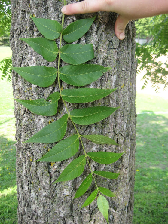 <p>A Black Walnut Tree (Leaf scar resembles the face of a monkey; alternate (on branch), pinnately compound (picture) leaf, dark brown bark with deep narrow furrows and thin ridges) </p>