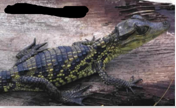 <p>What species is this?</p>