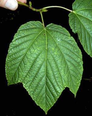 term image