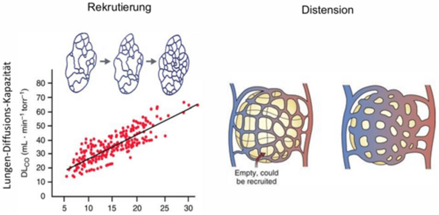 <p>Durch ein erhöhtes HZV (Herz-Zeit-Volumen)</p><p>-Rekrutierung = stärkere Vernetzung der Lunge</p><p>-Distension = Gefässe werden stärker gedehnt, damit mehr Blut fliessen kann (Druck nimmt nicht zwingend zu)</p><p>-> man beobachtet eine "mikrovaskuläre Reserve" in den Lungengefässen</p>