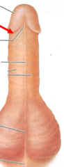 <p>rim of glans</p>