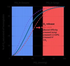 <p>Graph showing hemoglobin's oxygen binding affinity.</p>