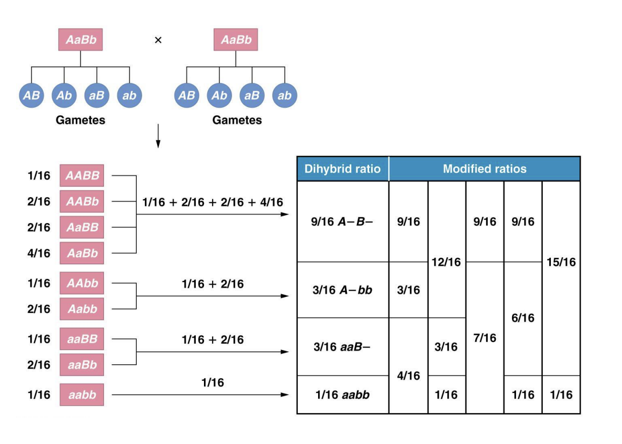 <p>Epistasis has effect on one or more of four phenotypic categories</p><p>Recessive epistasis</p><p>– B allele: black pigment</p><p>– A allele: agouti phenotype</p><p>– aa genotype: all black</p><p>– bb genotype: _______, even if A or a alleles present</p><p><span data-name="black_small_square" data-type="emoji">▪</span> Mouse is albino</p><p>– bb genotype ____ expression of A allele = _______</p>