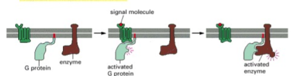<p>What enzyme is this?</p>